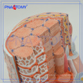 PNT-0338-2 Skeletal muscle fibers anatomical medical teaching model